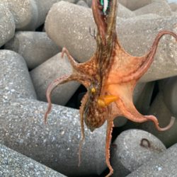 タコ⑤