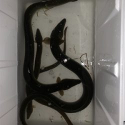 夕方からうなぎぶっ込み釣り