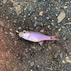 遠征しました！アカハタ