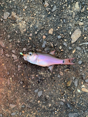 遠征しました！アカハタ