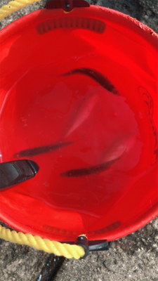 アジandママカリのパラダイスに