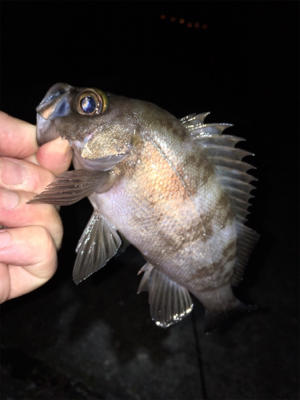 梅雨が明けてもメバリング