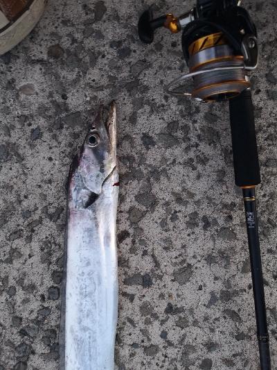 何か釣れればと