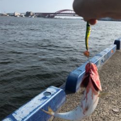 昼からツバス祭り