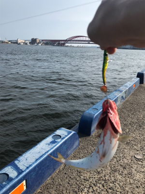 昼からツバス祭り