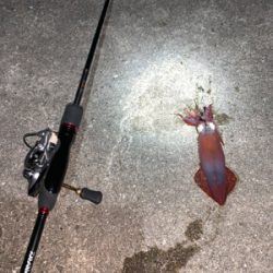 ケンサキイカ②