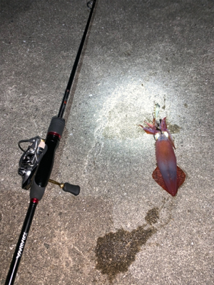 ケンサキイカ②