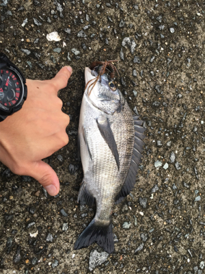 チビチヌヒット！