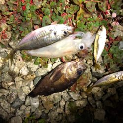 アジとメバルとケンサキ