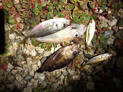 アジとメバルとケンサキ