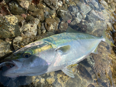 シャローの青物