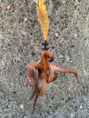 仕事帰り何とか。