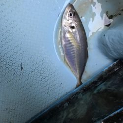 メクリアジ  純栄丸