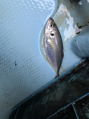 メクリアジ  純栄丸