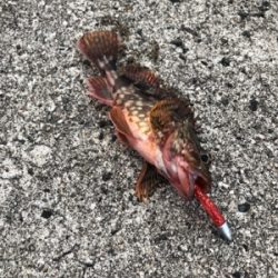 ロックフィッシュ狙い