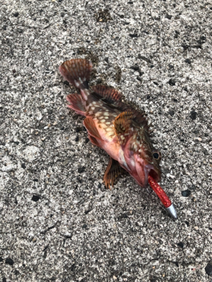 ロックフィッシュ狙い