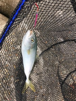 メバリングロッドでツバス