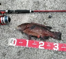 コブダイ釣りのリベンジ