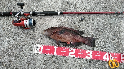 コブダイ釣りのリベンジ