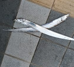 7/7釣果ツバス太刀魚セイゴ豆アジ小サバガシラアカエイエソ