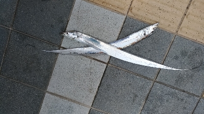 7/7釣果ツバス太刀魚セイゴ豆アジ小サバガ…