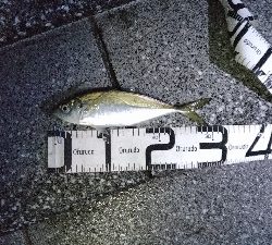 7/13釣果太刀魚でっかいアジツバス豆アジ