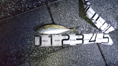 7/13釣果太刀魚でっかいアジツバス豆アジ