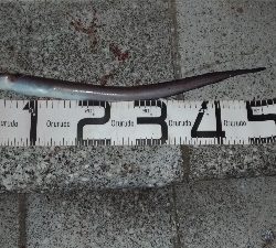 7/15釣果、デカアジ豆アジ太刀魚穴子ツバス