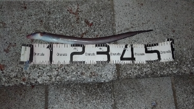 7/15釣果、デカアジ豆アジ太刀魚穴子ツバ…