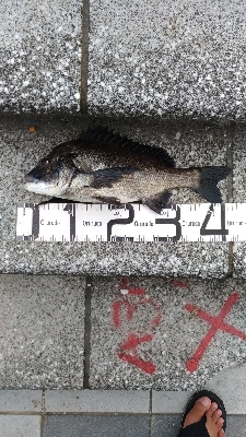 7/20釣果シオツバスチヌエソ豆アジ