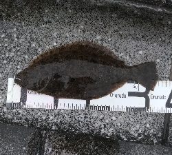 7/27釣果　ヒラメ太刀魚ダツアジ豆アジ