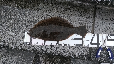 7/27釣果　ヒラメ太刀魚ダツアジ豆アジ