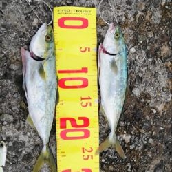 ツバス。色々な釣り方で。