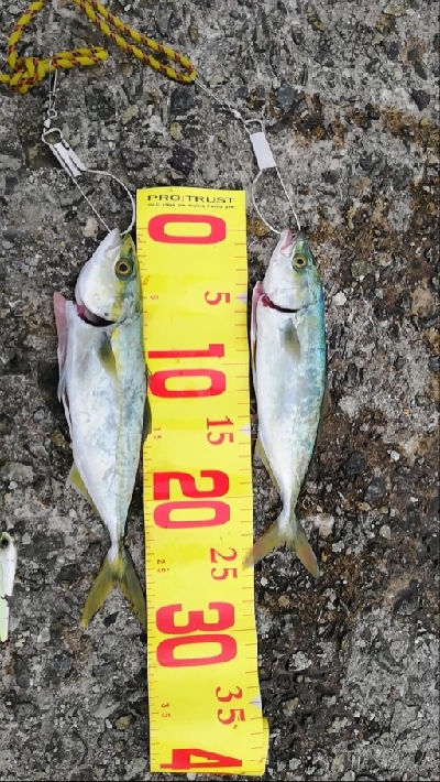 ツバス。色々な釣り方で。