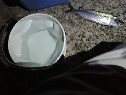 大サバ。穴開きの例のジグで。