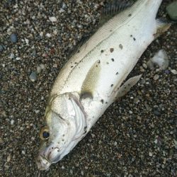 仁淀川河口ライトショアジギング