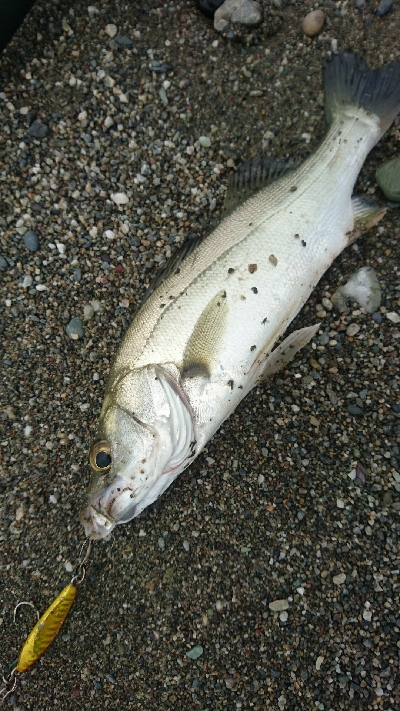 仁淀川河口ライトショアジギング