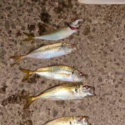 アジングっぽくなった！