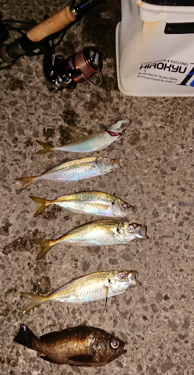 アジングっぽくなった！