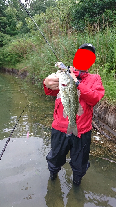 トップウォーター