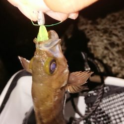 夜:アジング、朝:新竿鱗付け