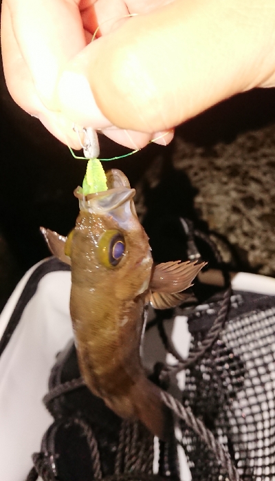 夜：アジング、朝：新竿鱗付け