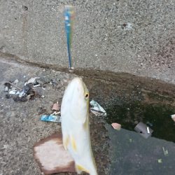 よくひくツバス