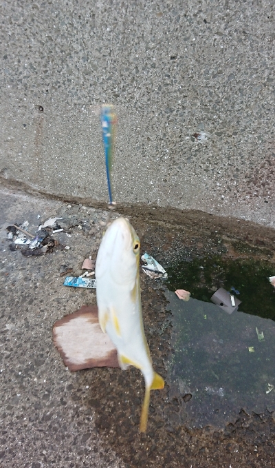 よくひくツバス