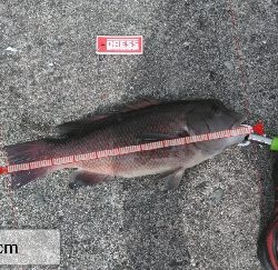 小さくてもカンダイ