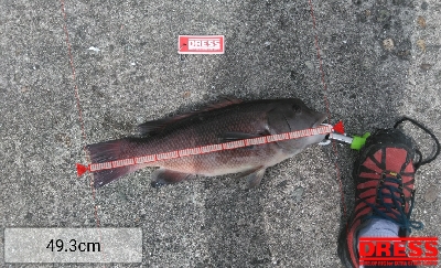 小さくてもカンダイ