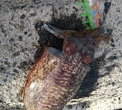 アオリおったけど