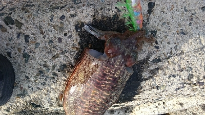 アオリおったけど