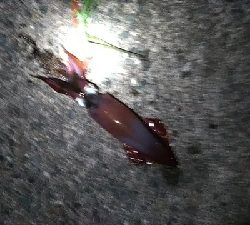 初ケンサキエギング