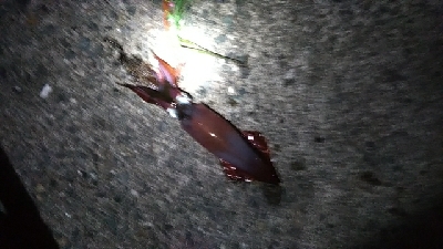 初ケンサキエギング